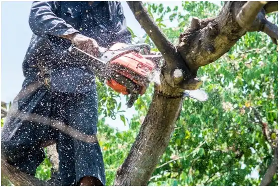 tree services Iola
